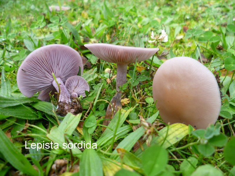 Lepista sordida-amf1396.jpg - Lepista sordida ; Syn1: Rhodopaxillus sordidus ; Syn2: Tricholoma nudum var.sordidum ; Non français: Petit pied bleu